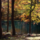 Illustration for article titled Shooting Challenge Fall Leaves Gallery 3